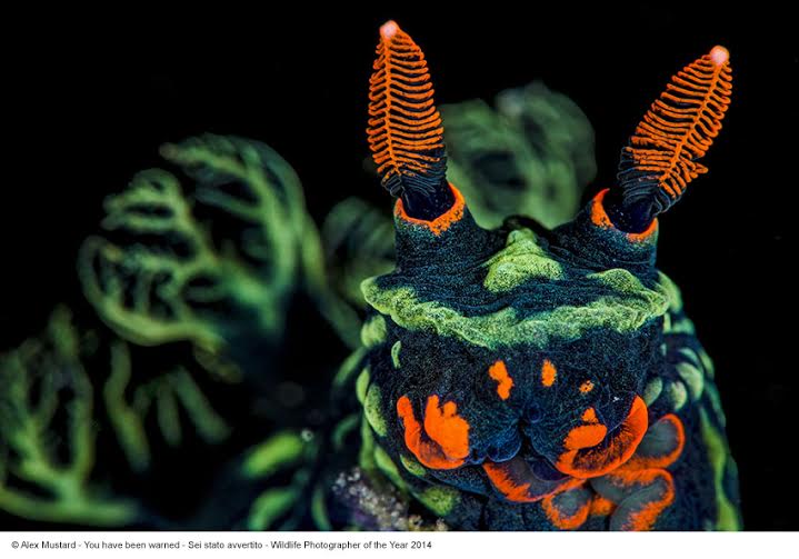 50. Wildlife Photographer of the Year